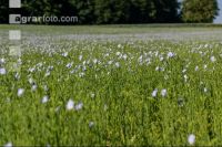 Lein Blüte 4