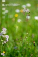 Mittleres Zittergras 2