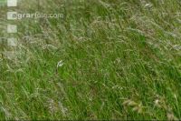 Tall oat grass meadow 4