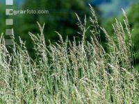 Tall oat grass meadow 3