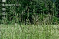 Tall oat grass meadow 2