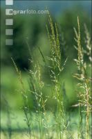 Tall oat grass meadow 1
