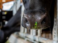 Holstein green fodder 29