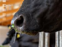 Holstein green fodder 28