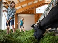 Holstein green fodder 25