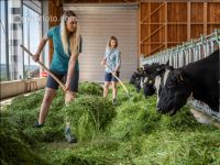 Holstein green fodder 23