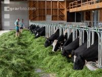 Holstein Grünfutter 22
