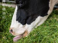Holstein Grünfutter 21