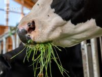 Holstein Grünfutter 20