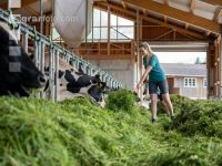 Holstein Grünfutter 19