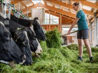 Holstein green fodder 18