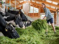 Holstein green fodder 17