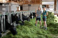 Holstein green fodder 16
