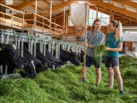 Holstein Grünfutter 14