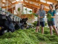 Holstein green fodder 13