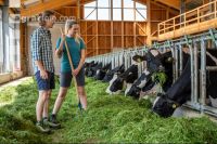 Holstein green fodder 11