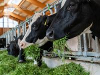 Holstein green fodder 6