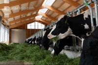 Holstein Grünfutter 5