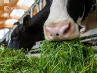 Holstein green fodder 4