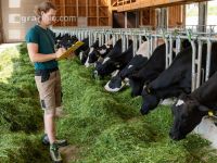 Holstein Management 11