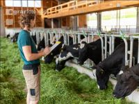 Holstein Management 9