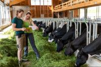 Managing Holstein 8