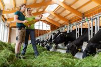 Holstein Management 7