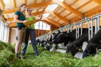 Managing Holstein 7