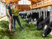 Holstein Management 6