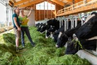 Managing Holstein 5