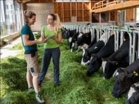 Managing Holstein 4