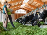 Holstein Management 3