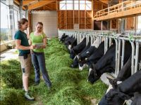 Managing Holstein 2