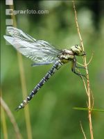 Gomphus simillimus 2