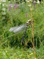 Gomphus simillimus 4