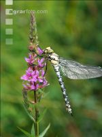 Gomphus simillimus 1