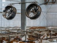 Colling in the cowshed 3