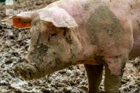 Schweine im Schlamm 7