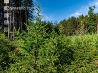 Larch reforestation 8