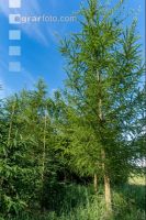 Larch reforestation 7