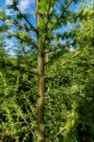 Larch reforestation 6