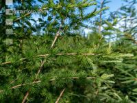 Larch reforestation 5