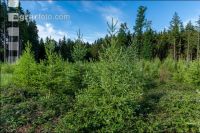 Larch reforestation 3