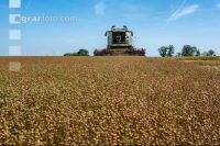 Flaxseed harvesting 14