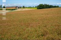 Flaxseed harvesting 5