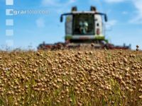 Flaxseed harvesting 4