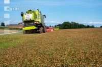 Flaxseed harvesting 2