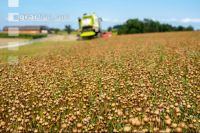 Flaxseed harvesting 1