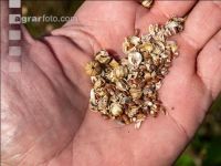 Flaxseed harvesting 18