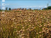 Flaxseed harvesting 12